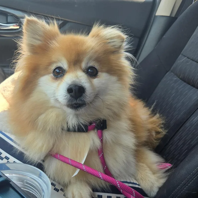 Peaches thumbnail 4