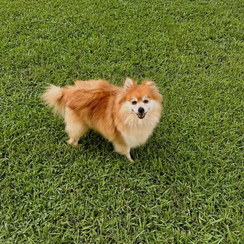 Peaches thumbnail 5