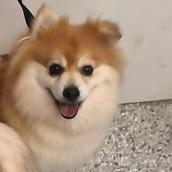 Peaches thumbnail 6