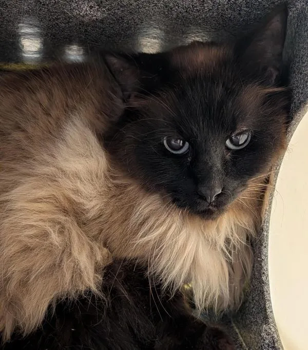 An adult small-sized male Domestic Long Hair cat named Churchill for adoption in Pocatello, ID