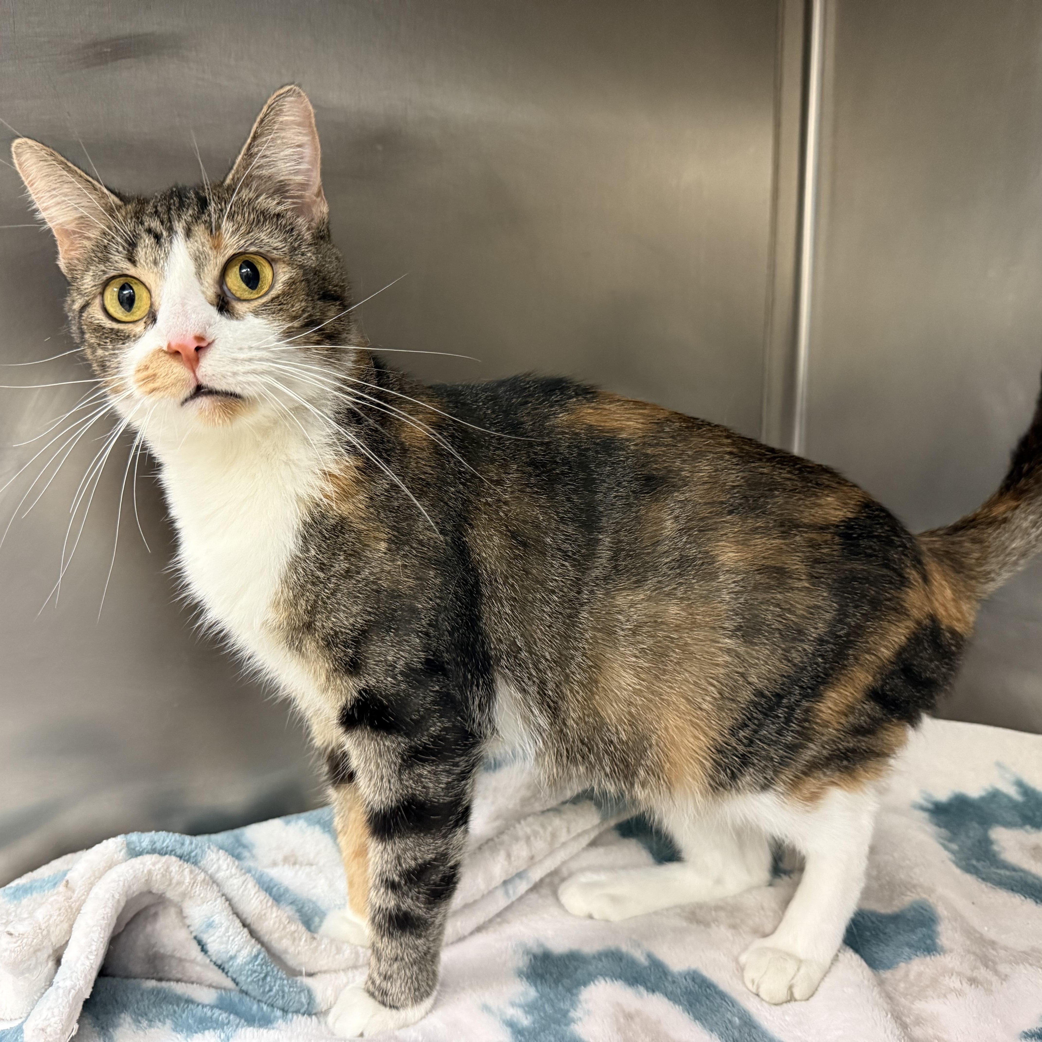 Jeanette thumbnail 5