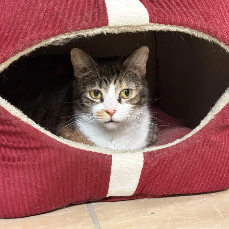 Jeanette thumbnail 6