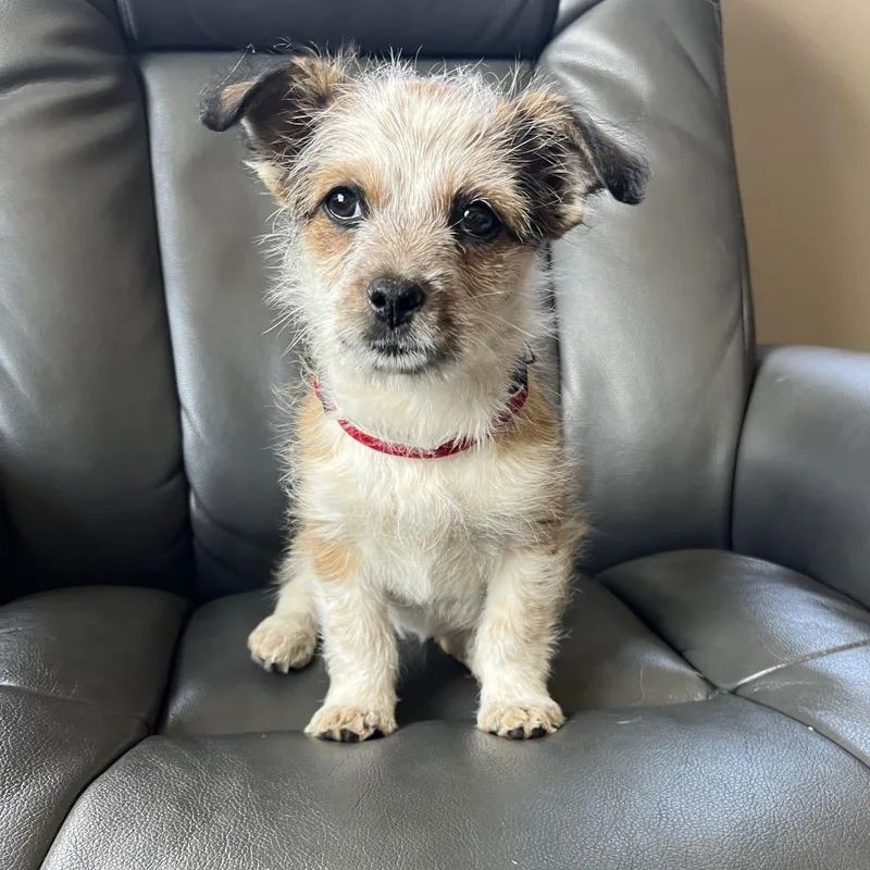 Pixie