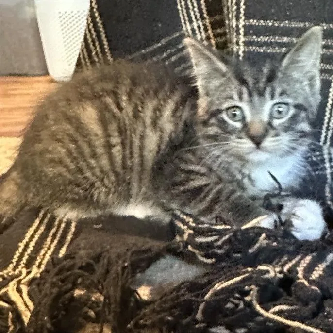 A baby small-sized female Domestic Short Hair cat named Lucille for adoption in Traverse City, MI