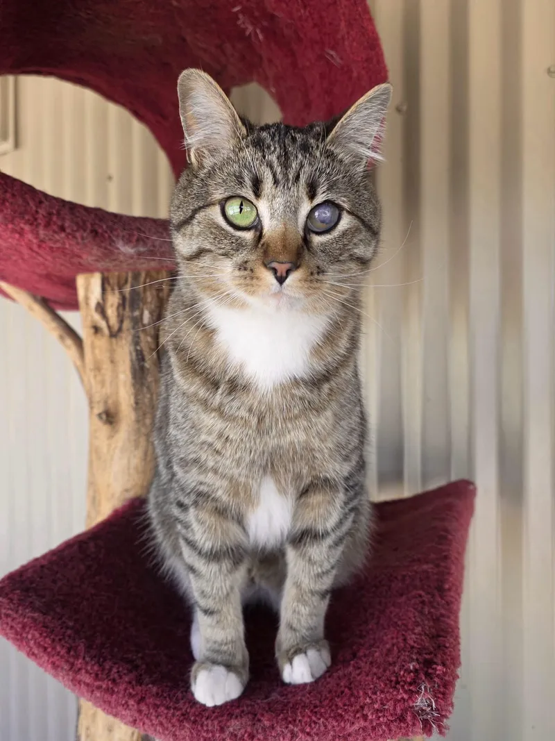 An adult large-sized male Tabby (Buff / Tan / Fawn) Domestic Short Hair cat named Ashton for adoption in Jackson, WY