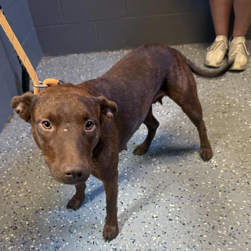 An adult medium-sized female Brindle Pit Bull Terrier dog named Bobbie Sue for adoption in Tuscaloosa, AL