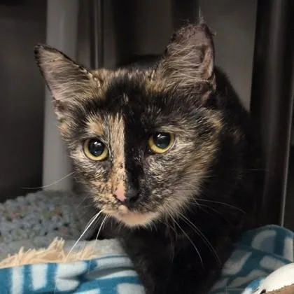 An adult medium-sized female Domestic Short Hair cat named Keen for adoption in Voorhees, NJ