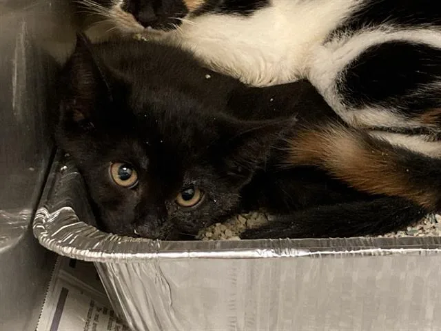 A baby small-sized male Domestic Short Hair cat named Cash for adoption in Tustin, CA