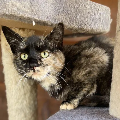 Primrose thumbnail 2