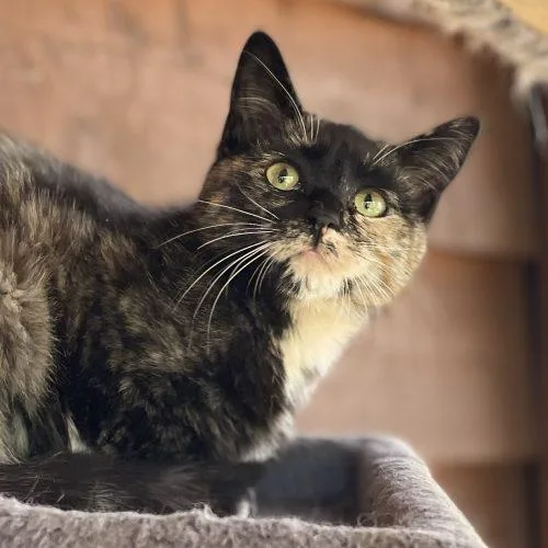 Primrose thumbnail 3