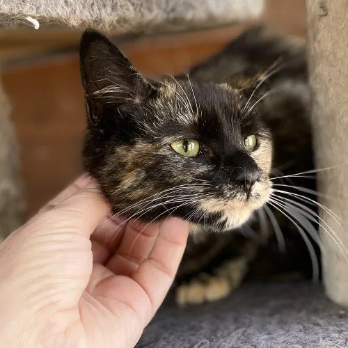 Primrose thumbnail 4