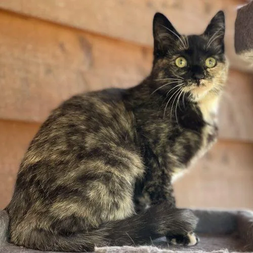 Primrose thumbnail 5