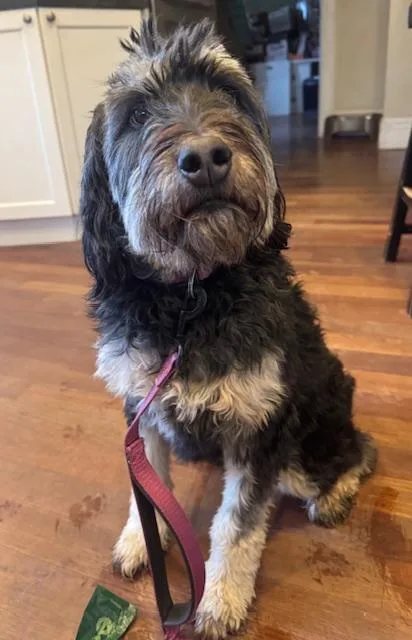 An adult medium-sized female Tricolor (Brown, Black, & White) Aussiedoodle dog named Cookie for adoption in Albany, NY