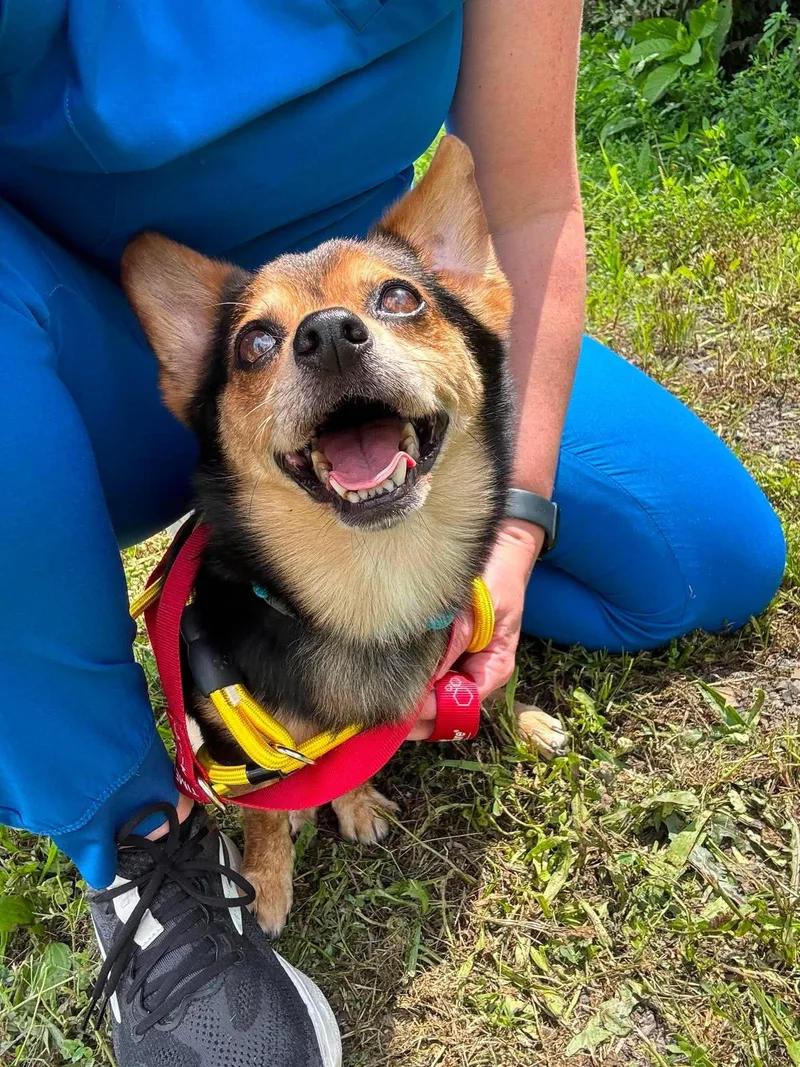 An adult small-sized male Corgi dog named Ricardo for adoption in Huntingdon, PA