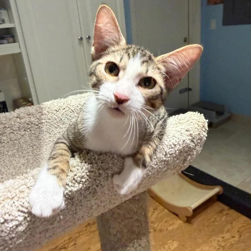 A baby small-sized male Tabby (Brown / Chocolate) Domestic Short Hair cat named Mr Leo & Mr. for adoption in Boca Raton, FL