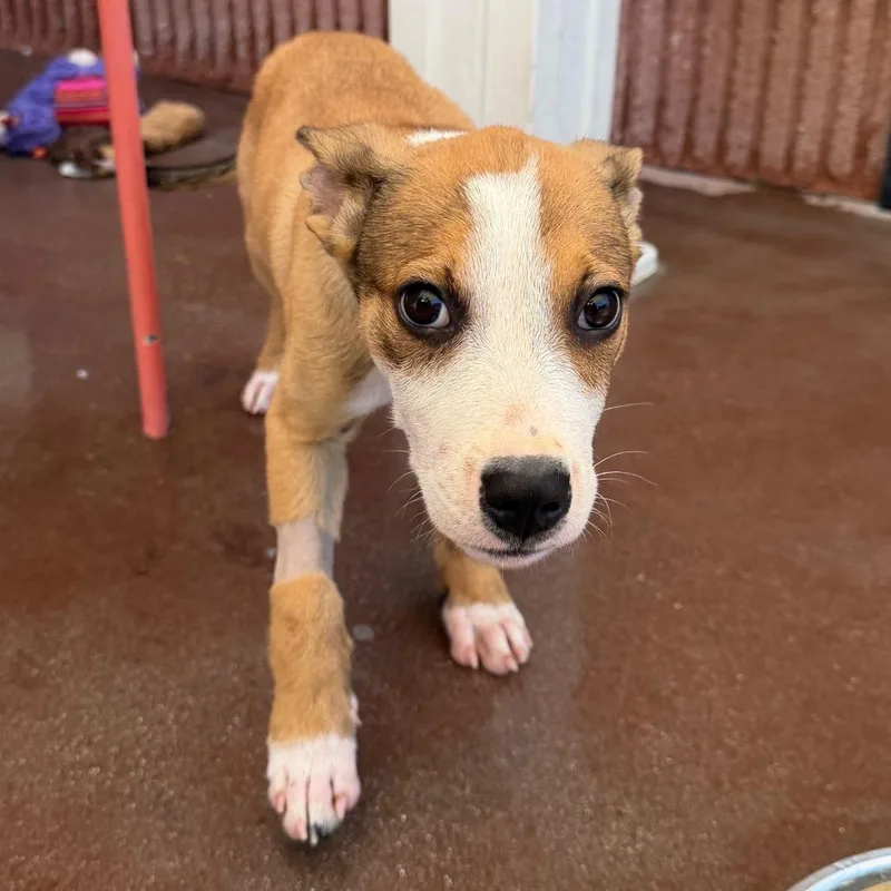 A baby small-sized male Brown / Chocolate Mixed Breed dog named Hibbett for adoption in Palm Springs, CA
