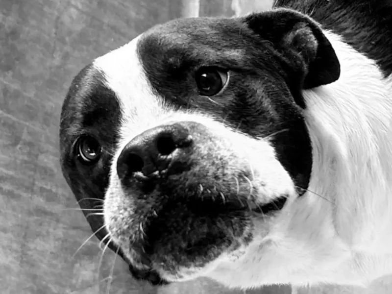 An adult large-sized male Pit Bull Terrier dog named Kingdom for adoption in Los Angeles, CA