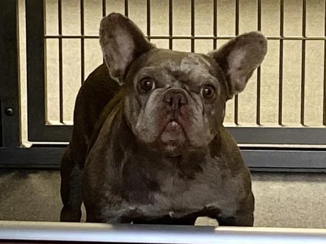 An adult small-sized female French Bulldog dog named Pesto for adoption in Tustin, CA