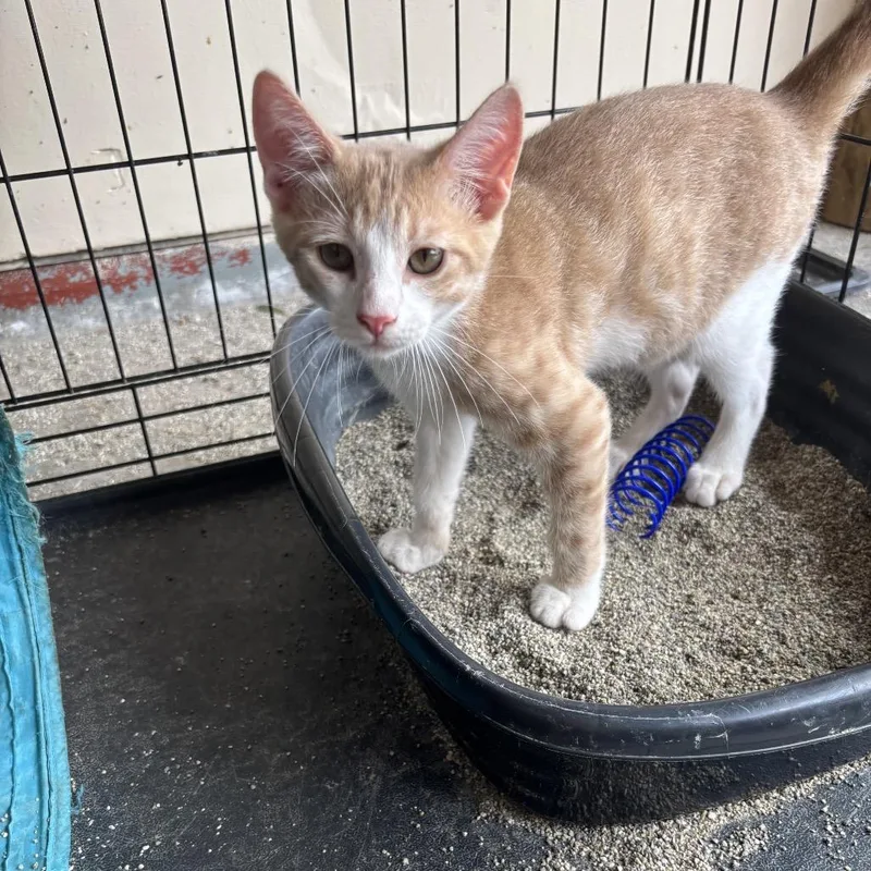 A baby medium-sized male Orange / Red Domestic Short Hair cat named Harry for adoption in League City, TX