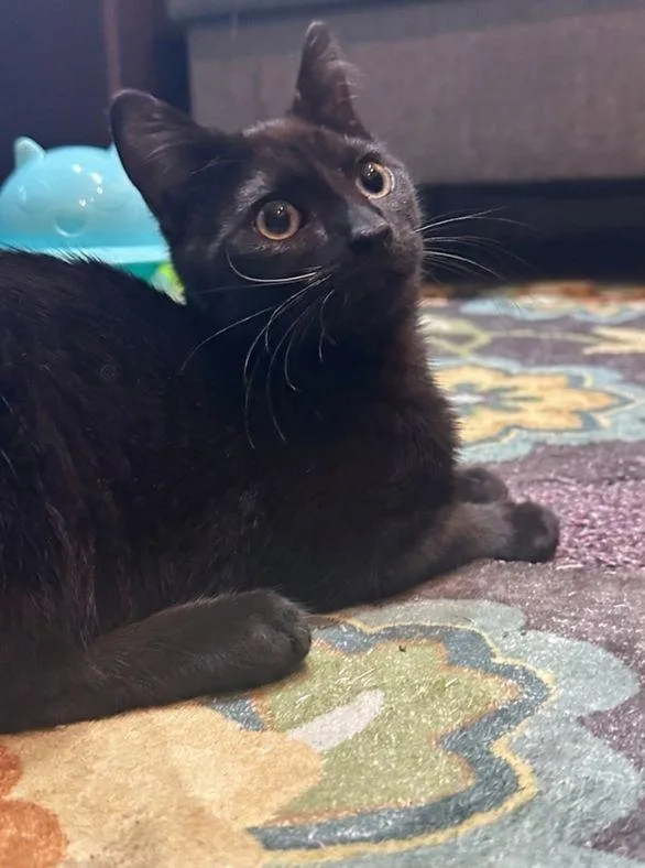 A baby small-sized male Black Bombay cat named Huxley for adoption in Wheaton, IL