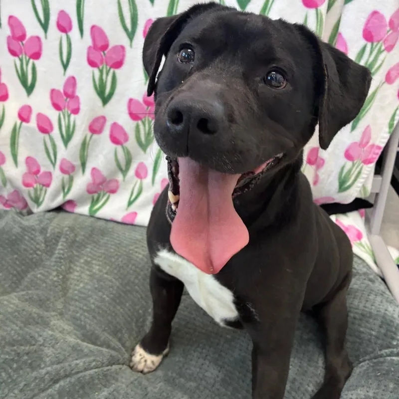 An adult medium-sized male Black Black Labrador Retriever dog named Mcfats for adoption in Dixon, IL
