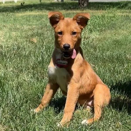 A baby small-sized female Brown / Chocolate Retriever dog named Casablanca for adoption in Wake Forest, NC