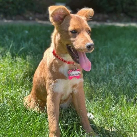 Casablanca thumbnail 2