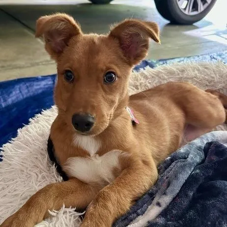 Casablanca thumbnail 3