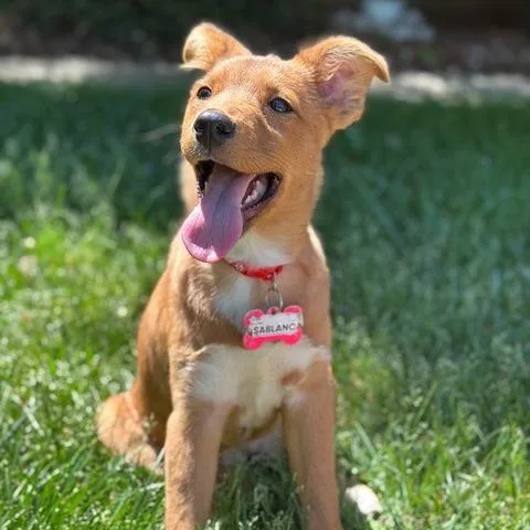 Casablanca thumbnail 4