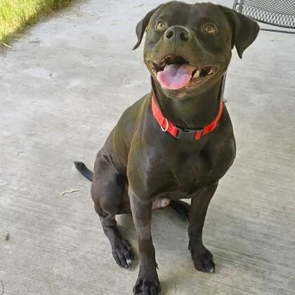 An adult medium-sized male Black Boxer dog named Jag for adoption in Houston, TX