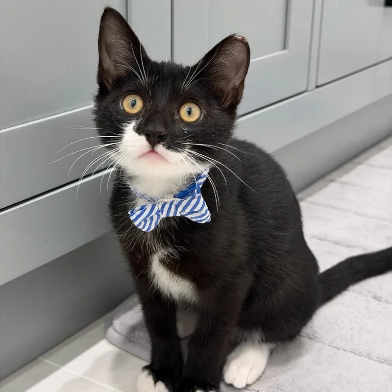 A baby small-sized male Black Domestic Short Hair cat named Bruce for adoption in Sunnyvale, CA