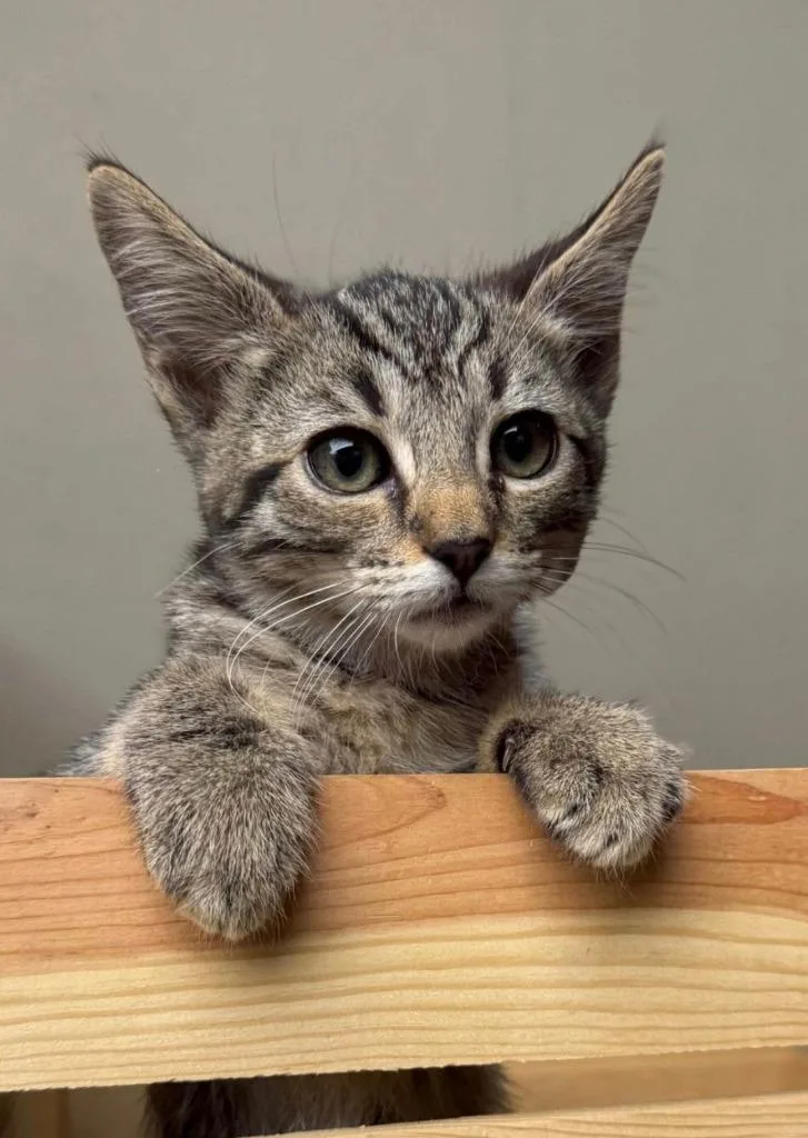 A baby small-sized female Domestic Short Hair cat named Cloe for adoption in San Jacinto, CA