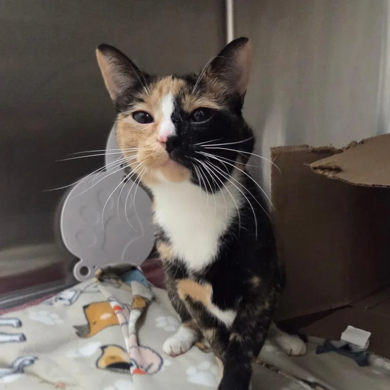A young medium-sized female Calico Domestic Short Hair cat named Frizzle for adoption in Ballston Spa, NY