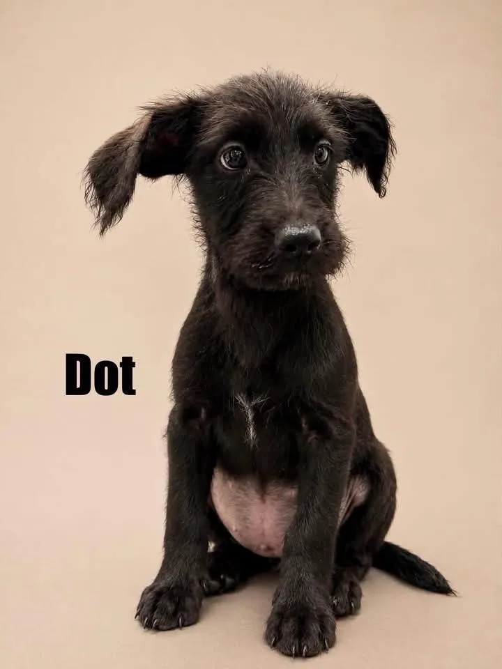 Dot