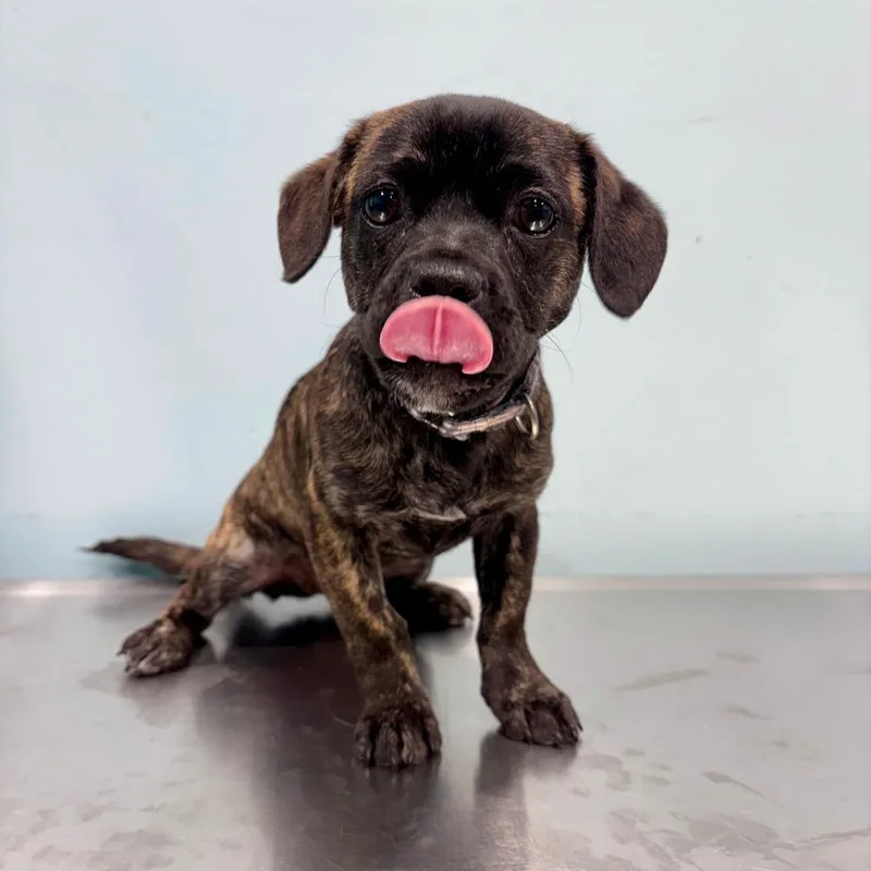 A baby small-sized female Brindle Pug dog named Crimson for adoption in Portland, OR