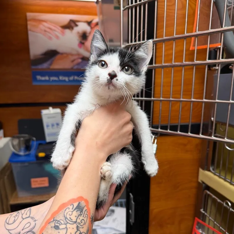 A baby small-sized male Black Domestic Short Hair cat named JiJi Beans for adoption in Philadelphia, PA