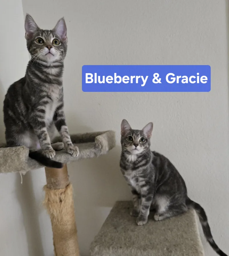 Blueberry And Gracie