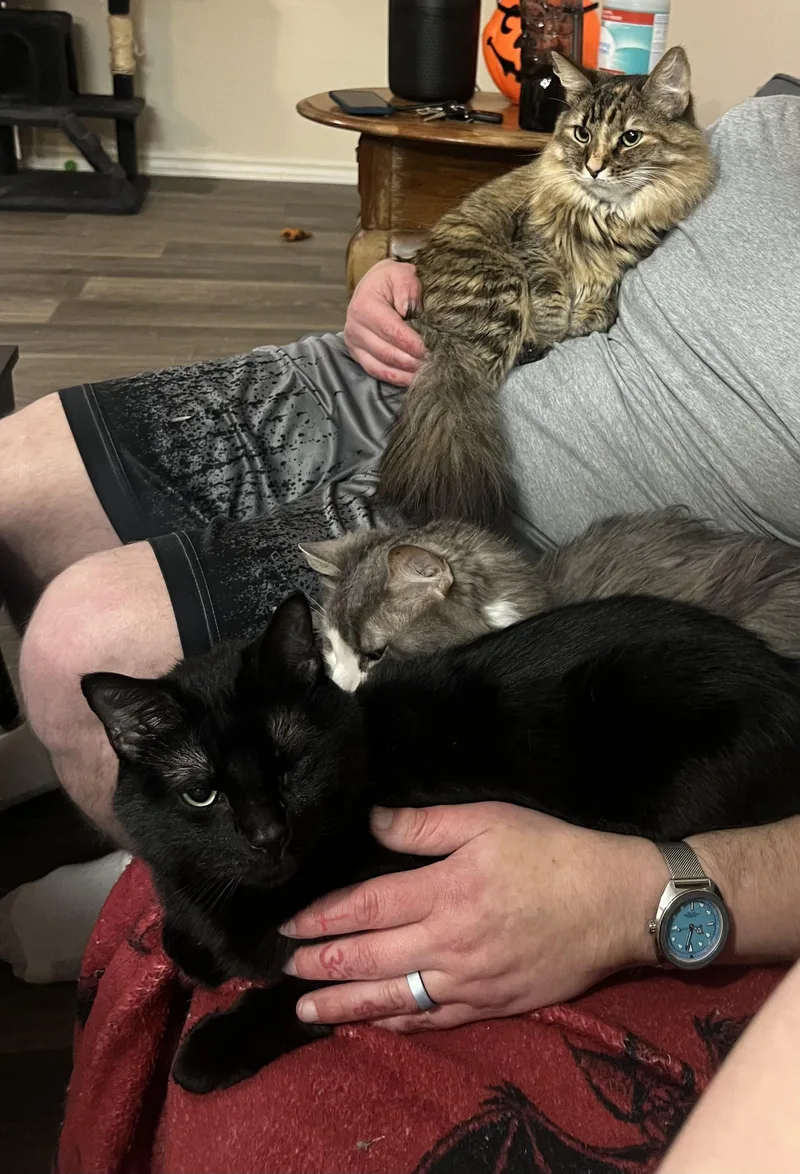 A young medium-sized female Domestic Medium Hair cat named Ember for adoption in Keller, TX