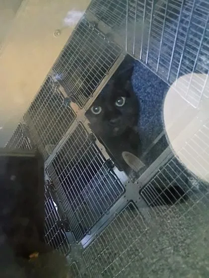 A young small-sized male Domestic Short Hair cat named Raven for adoption in Beatrice, NE