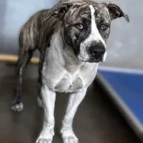 An adult large-sized female American Staffordshire Terrier dog named Patty Pooch for adoption in Murrieta, CA