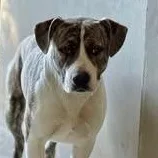 Patty Pooch thumbnail 2