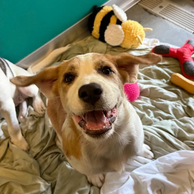 A baby large-sized female White / Cream Mixed Breed dog named Carly for adoption in Wilmington, DE