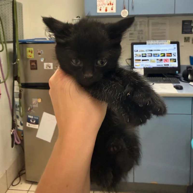 A baby small-sized female Black Domestic Short Hair cat named Calliope for adoption in Charleston, WV