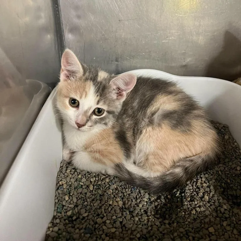 A baby small-sized female Calico Domestic Short Hair cat named Eloise for adoption in Edwardsville, IL