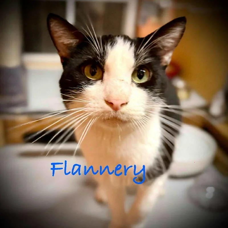 Flannery thumbnail 5