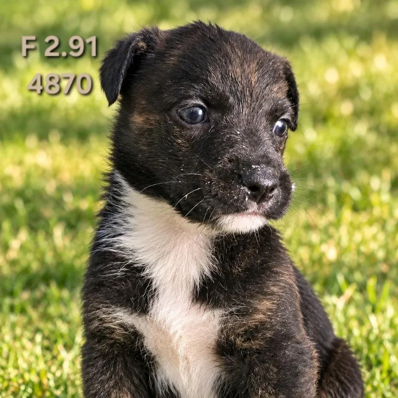 A baby medium-sized female Border Collie dog named Queenie for adoption in Klamath Falls, OR
