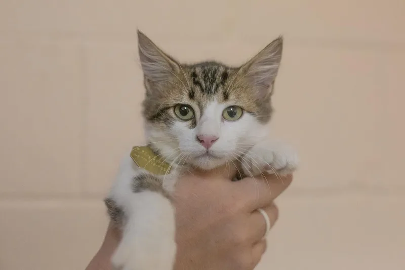 A baby small-sized male Domestic Long Hair cat named Lemon Zinger for adoption in Mountain Home, AR
