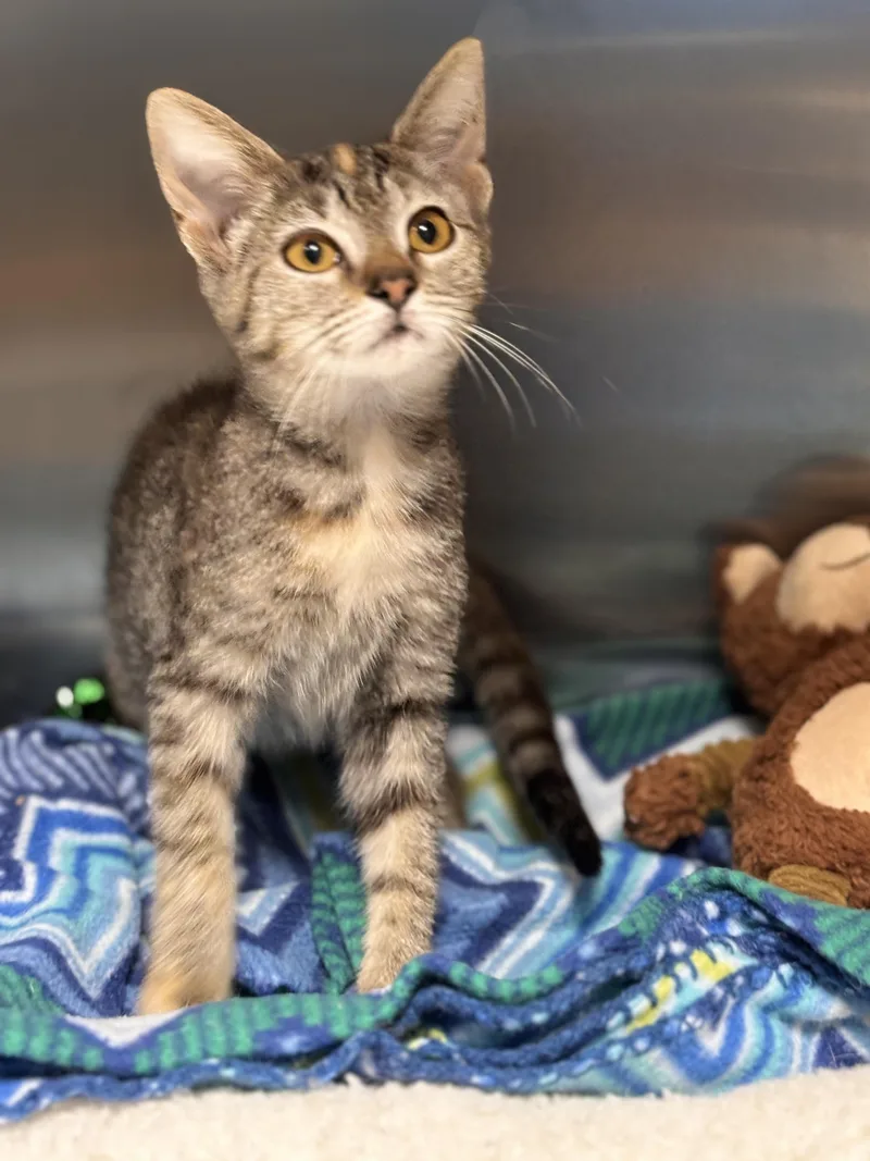 A baby medium-sized female Tabby (Buff / Tan / Fawn) Domestic Short Hair cat named LA Flame for adoption in Collierville, TN