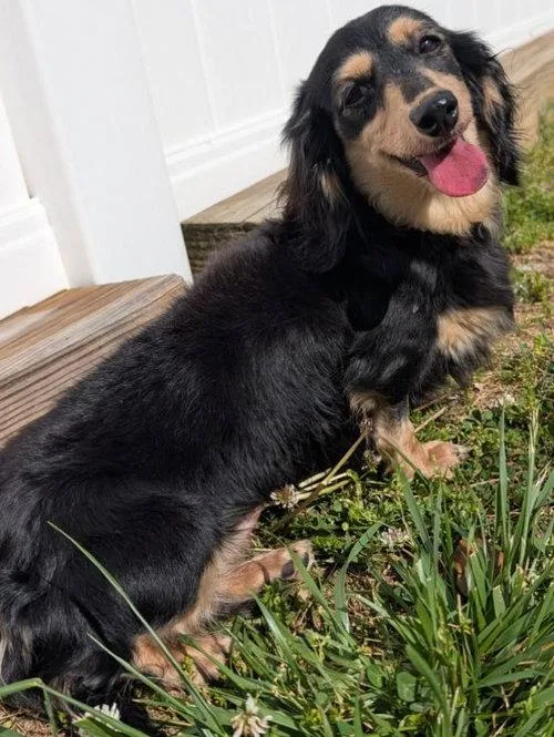 An adult small-sized female Black Dachshund (Long Haired) dog named Skylar In Tn for adoption in Shelbyville, TN