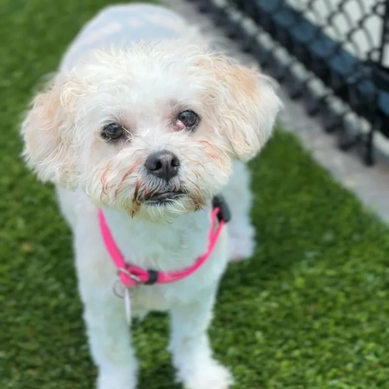 A young small-sized female White / Cream Maltese dog named Coco A for adoption in Mission Hills, CA